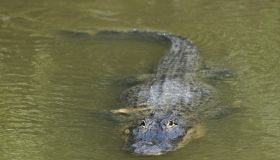 An alligator swims in a culvert near the