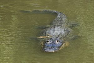 An alligator swims in a culvert near the