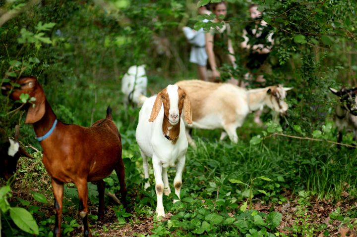 For clearing underbrush, get your goat