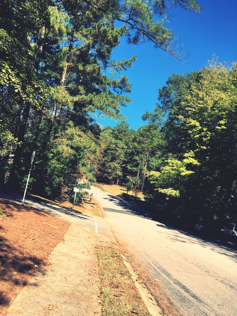 Road Amidst Trees In Forest