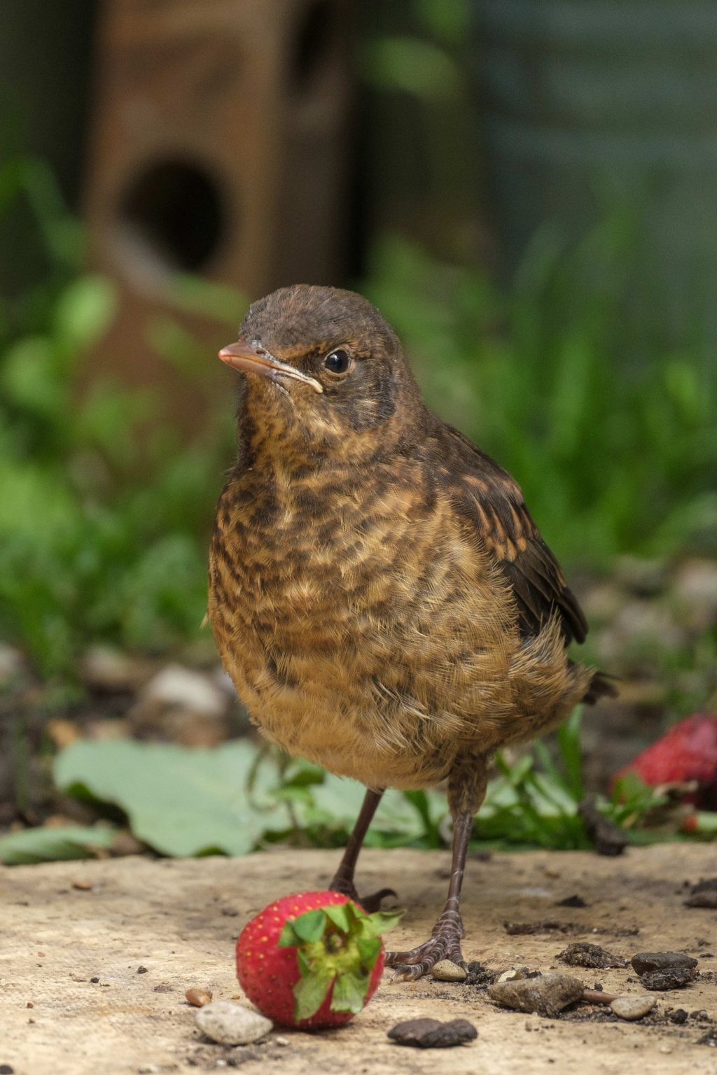 Garden Birds,UK.