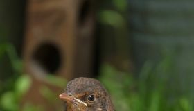 Garden Birds,UK.