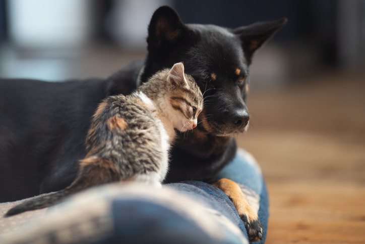 Baby kitten loving on a dog