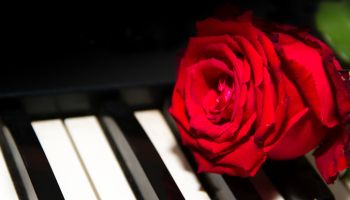 A Red Rose On The Piano Keys