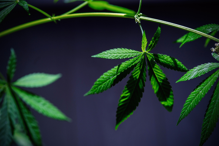 A plant of cannabis on a blurred blue background.