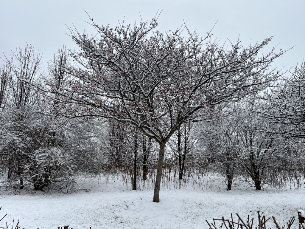 Generic snow picture 2