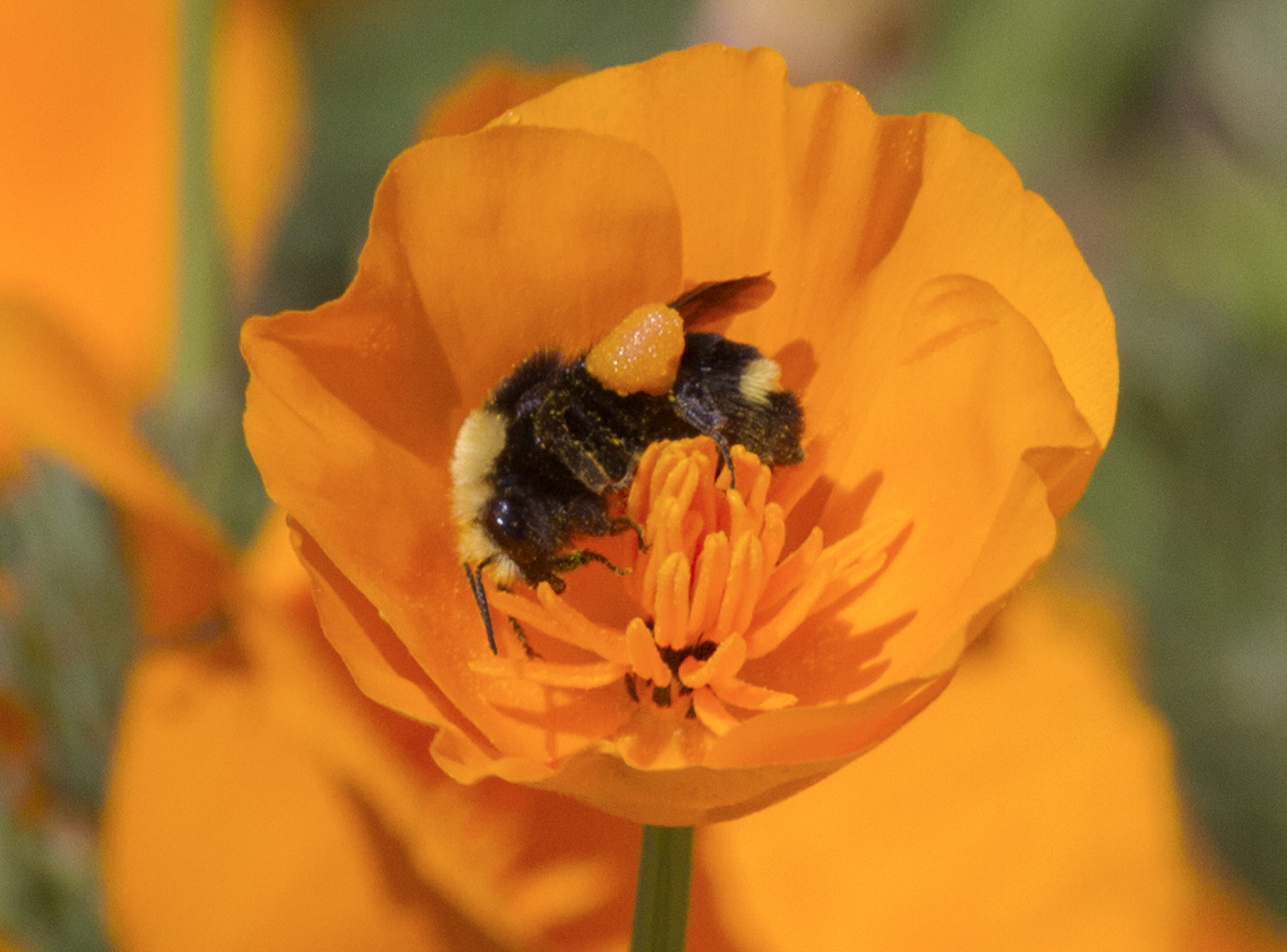 Bumble Bee cover iln pollen in Calilfornia Poppy
